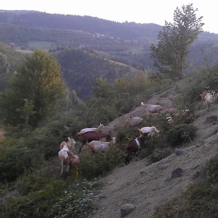 Etno Milikina Ravan Nova Varos